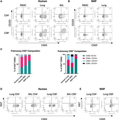 Specific in situ immuno-imaging of pulmonary-resident memory lymphocytes in human lungs